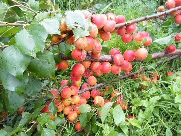 Описание: SAM_0468