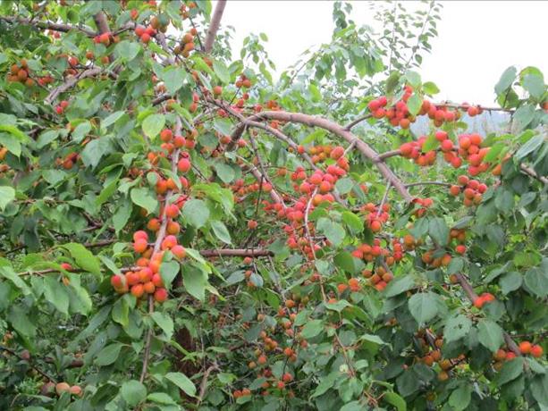 Описание: IMG_0269