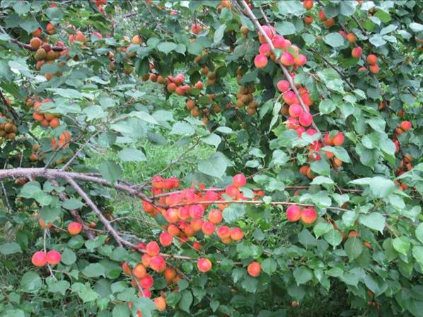 Описание: IMG_0276