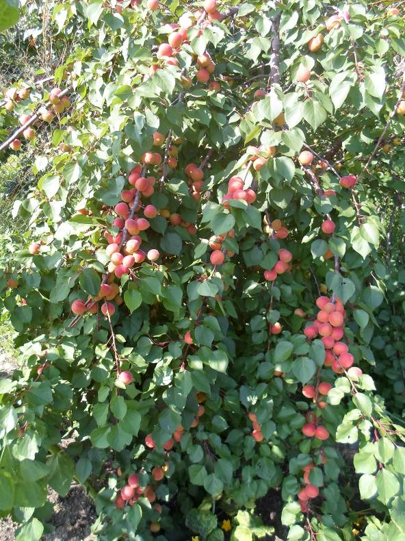 Описание: Вегетативный гибрид- Артем-2