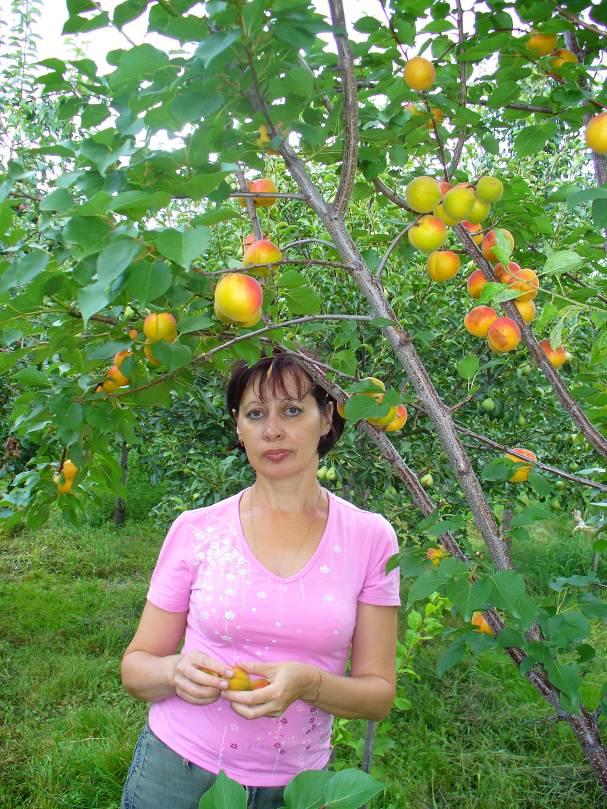 Описание: Абрикос Королевский