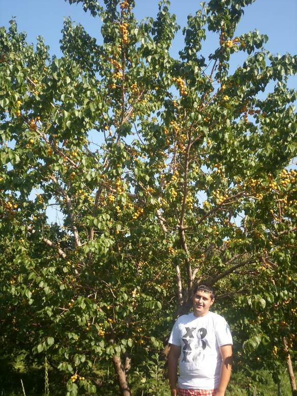 Описание: SAM_2435