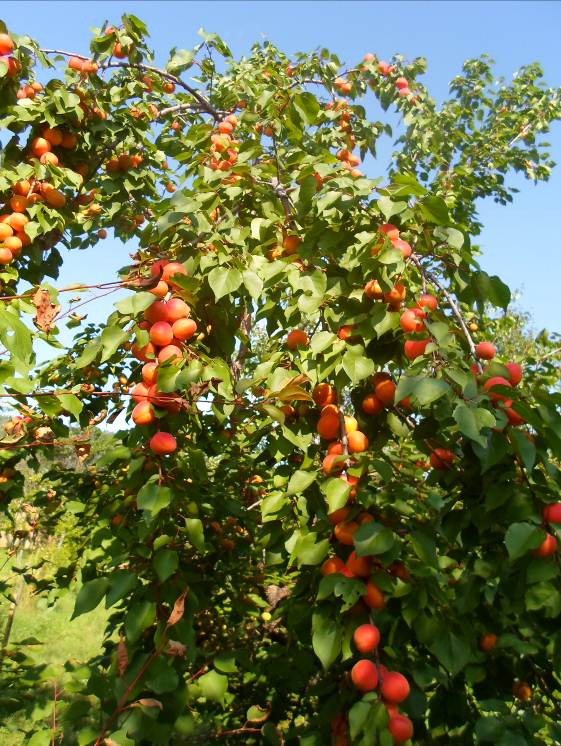 Описание: Абрикос Серафим