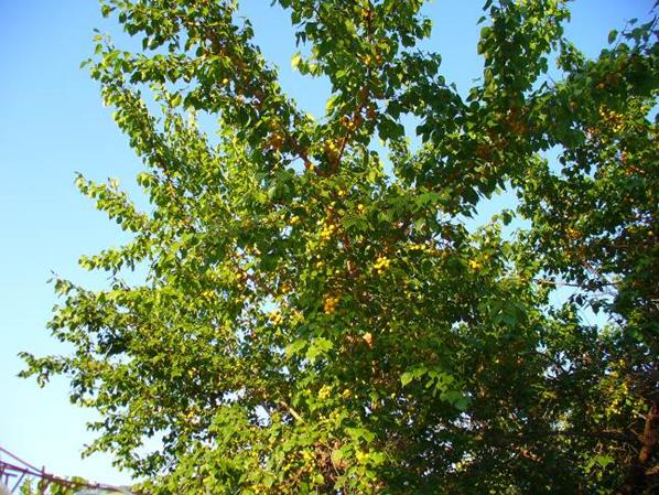 Описание: Старые фото - 2006-2007 год