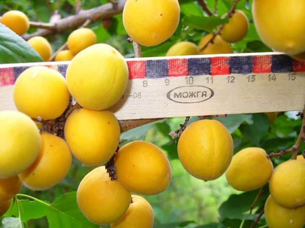 Описание: P1000569