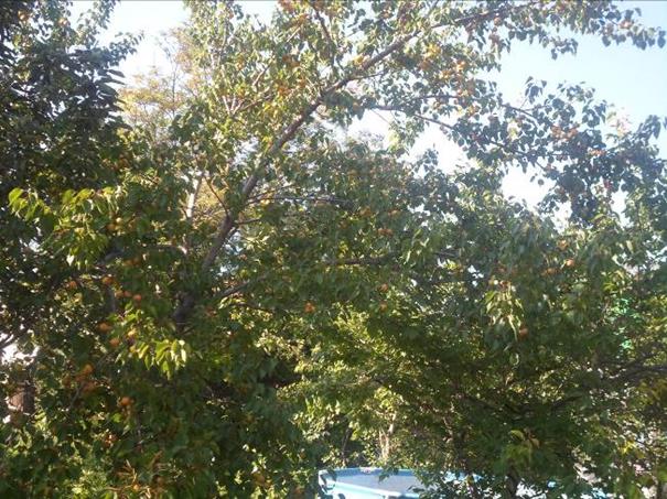 Описание: SAM_2427