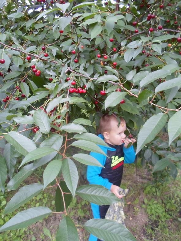 Описание: D:\Фото 2016г\SAM_4131.JPG