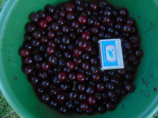 Описание: D:\Фото 2018г\2018-08-11 04-05-18.JPG