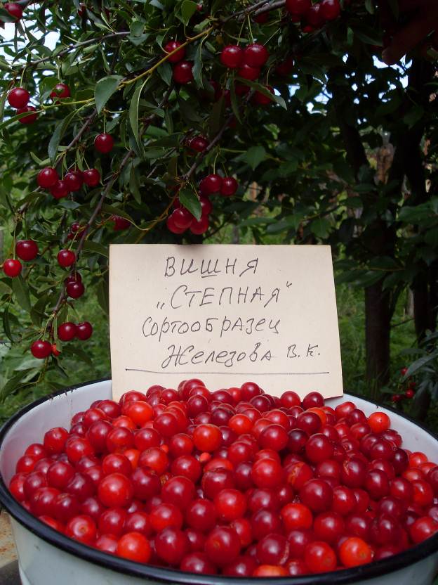 Описание: SDC11153