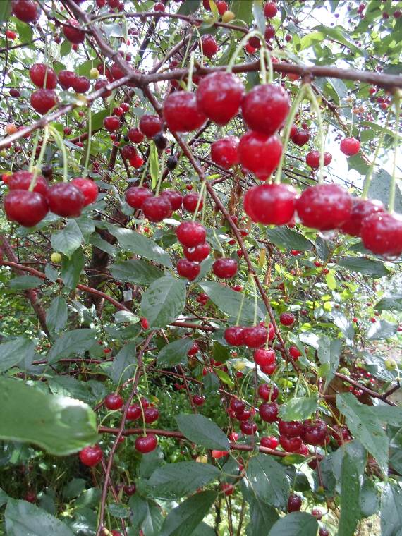 Описание: SAM_0412