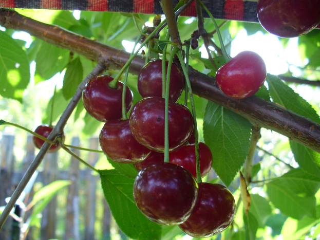 Описание: D:\фото\Новая папка\P1000534.JPG