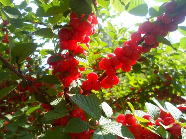 Описание: SAM_3803