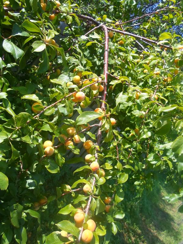 Описание: SAM_2777