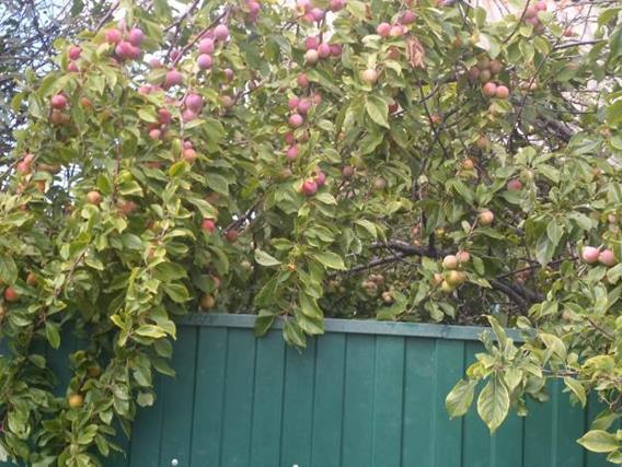 Описание: Описание: D:\фото2\SAM_2659.JPG