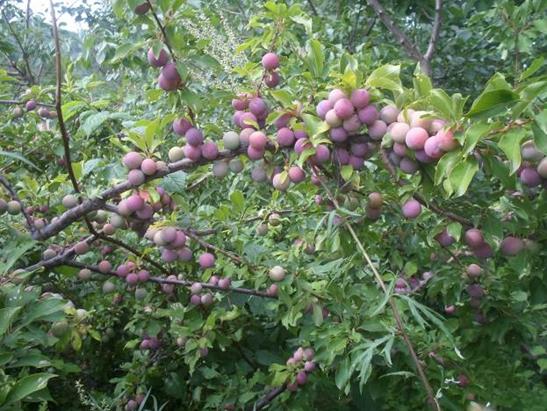 Описание: Описание: D:\фото2\SAM_2648.JPG