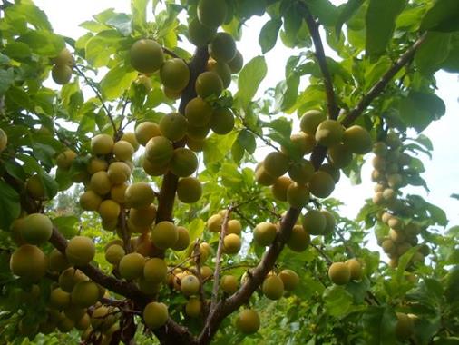 Описание: Описание: D:\фото2\SAM_2633.JPG