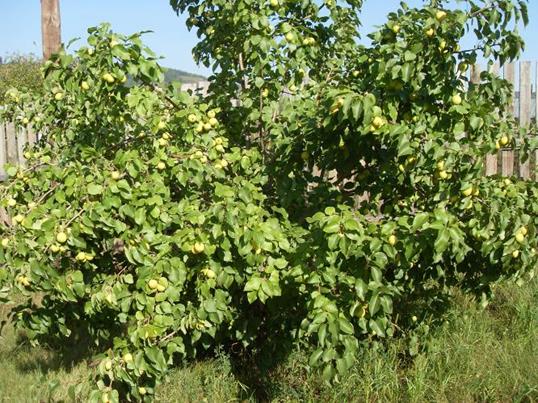 Описание: SDC11715