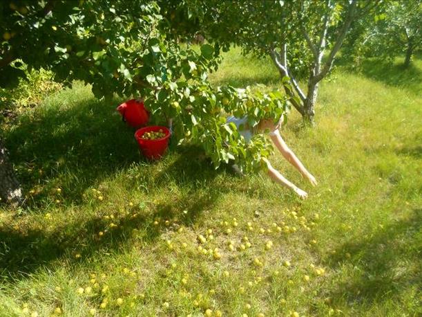 Описание: SAM_2786