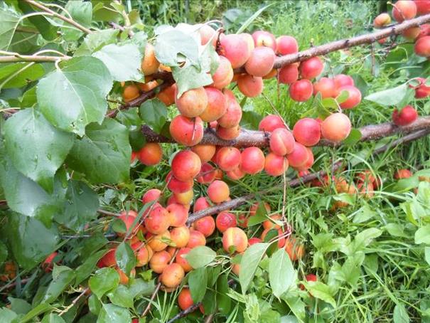 Описание: SAM_0468