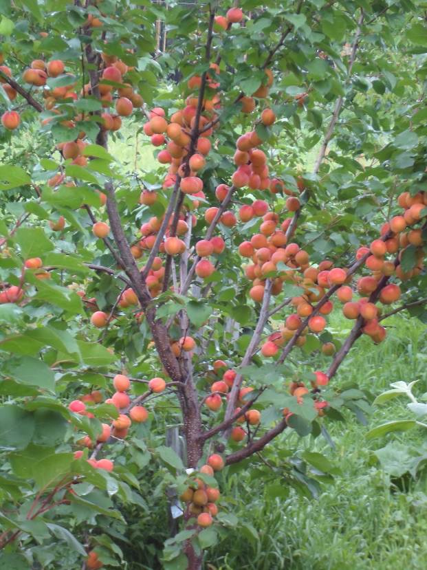 Описание: Абрикос- Амур-3