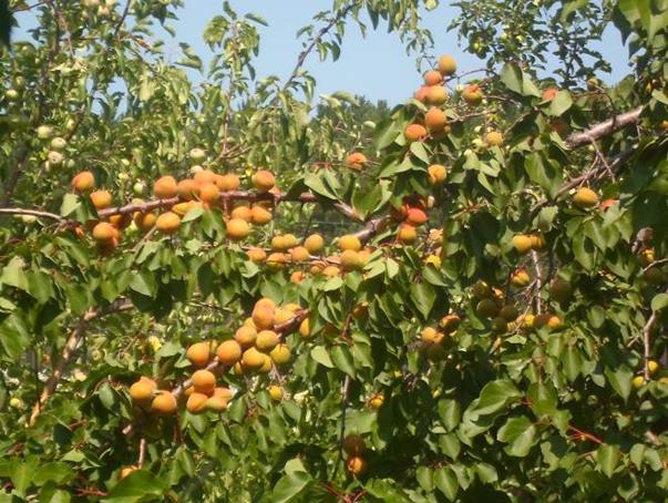 Описание: SAM_2445