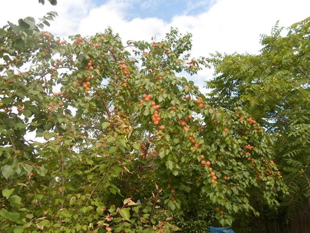 Описание: D:\фото2\SAM_0183.JPG