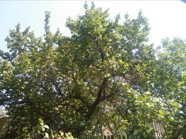 Описание: SAM_2444