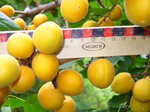 Описание: P1000569