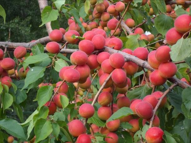 Описание: SAM_0369