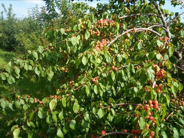 Описание: SAM_0329