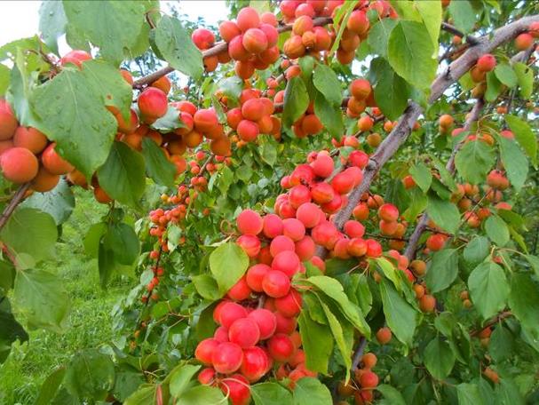 Описание: Вегетативно-сеянцевый гибрид Манчжурского абрикоса