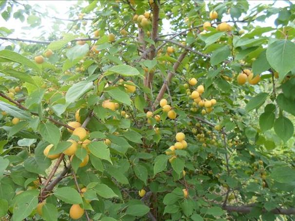 Описание: SAM_0167