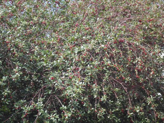 Описание: SAM_0363