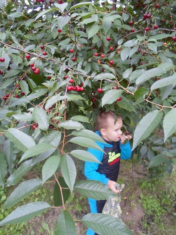 Описание: D:\Фото 2016г\SAM_4131.JPG