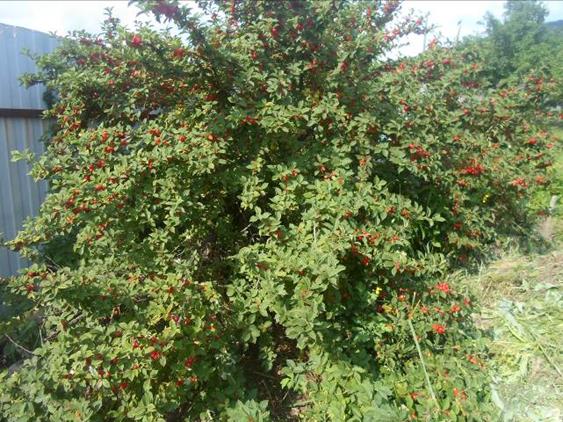 Описание: SAM_3827