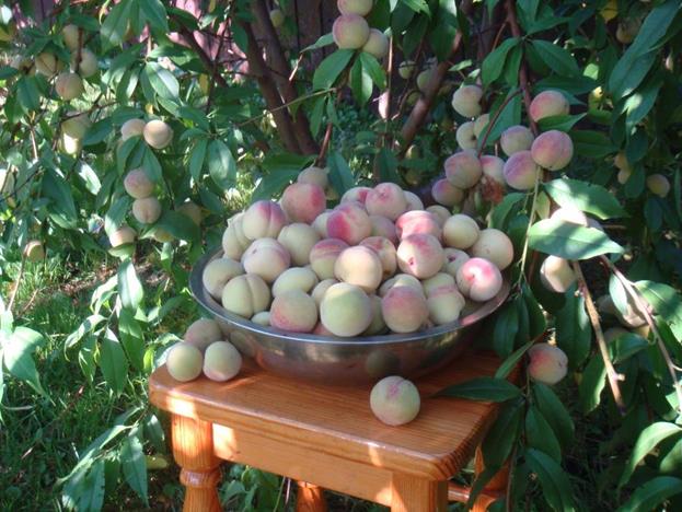 Описание: D:\Фото 2016г\DSC01825.JPG