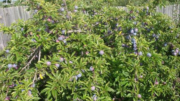 Описание: DSC02666