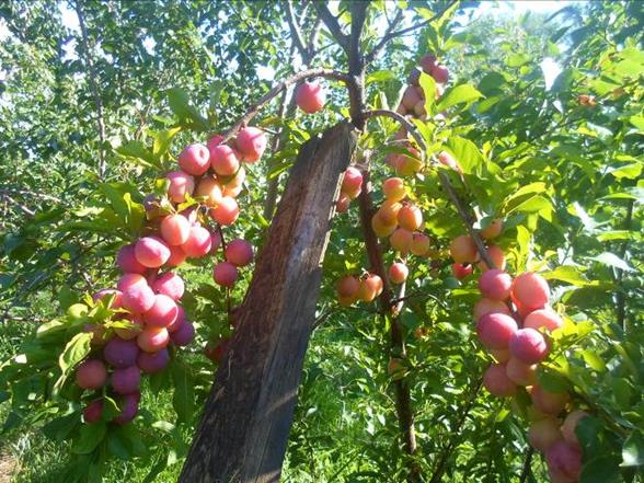 Описание: SAM_2615