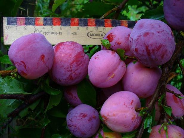 Описание: P1000661